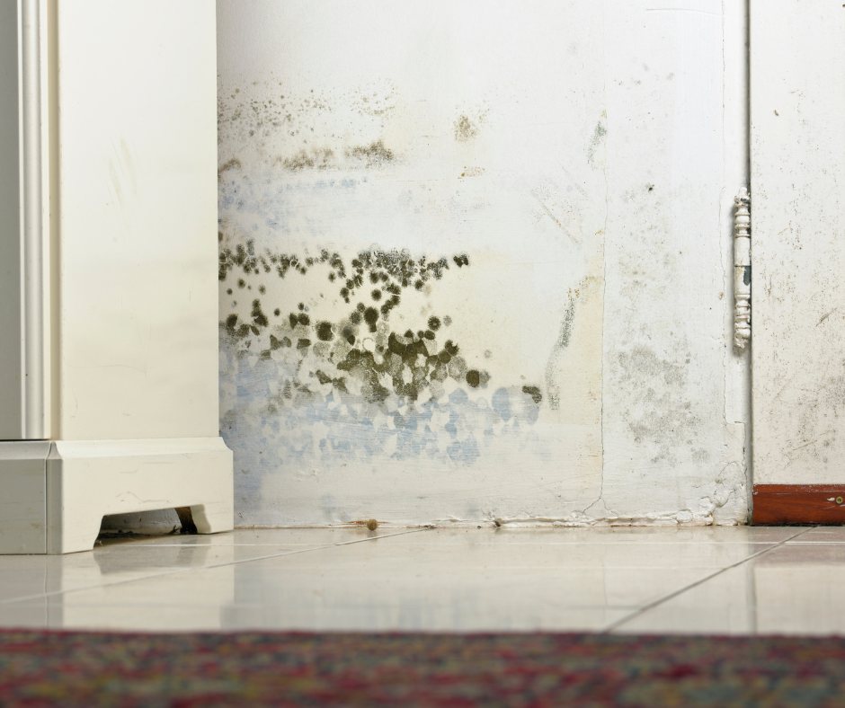 Extensive black mould growth on an internal wall
