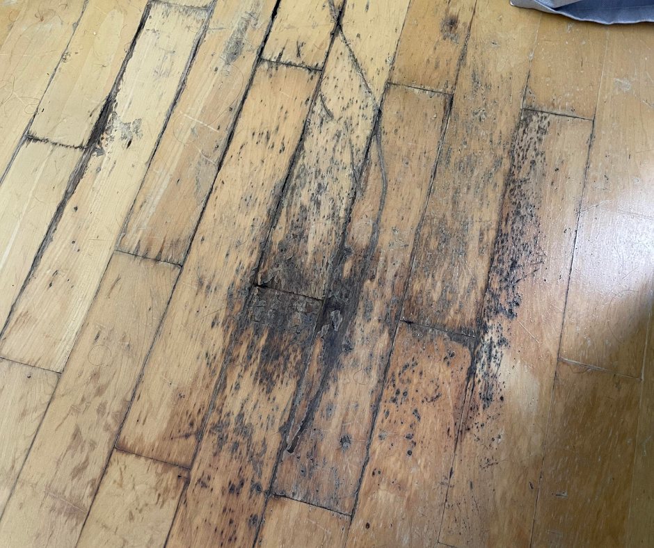 Floorboards lifted to expose fungal decay in structural timber